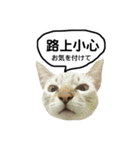 猫猫の日常会話（個別スタンプ：9）