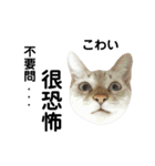 猫猫の日常会話（個別スタンプ：10）