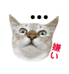 猫猫の日常会話（個別スタンプ：11）