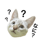 猫猫の日常会話（個別スタンプ：12）