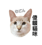 猫猫の日常会話（個別スタンプ：14）