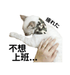 猫猫の日常会話（個別スタンプ：15）