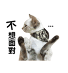猫猫の日常会話（個別スタンプ：16）