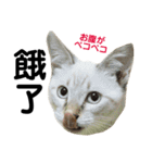 猫猫の日常会話（個別スタンプ：18）