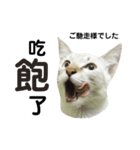 猫猫の日常会話（個別スタンプ：19）