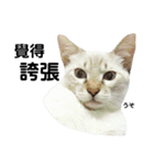 猫猫の日常会話（個別スタンプ：20）