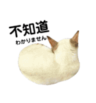 猫猫の日常会話（個別スタンプ：21）