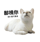 猫猫の日常会話（個別スタンプ：22）