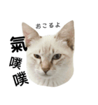 猫猫の日常会話（個別スタンプ：24）