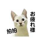 猫猫の日常会話（個別スタンプ：25）