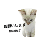 猫猫の日常会話（個別スタンプ：26）