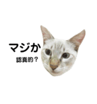 猫猫の日常会話（個別スタンプ：27）