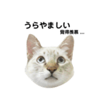 猫猫の日常会話（個別スタンプ：28）