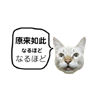 猫猫の日常会話（個別スタンプ：29）