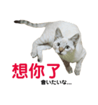 猫猫の日常会話（個別スタンプ：31）