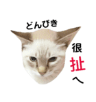 猫猫の日常会話（個別スタンプ：32）