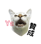 猫猫の日常会話（個別スタンプ：33）