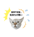 猫猫の日常会話（個別スタンプ：34）