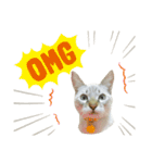 猫猫の日常会話（個別スタンプ：35）