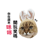猫猫の日常会話（個別スタンプ：37）