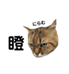 猫猫の日常会話（個別スタンプ：38）