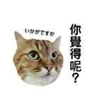 猫猫の日常会話（個別スタンプ：40）