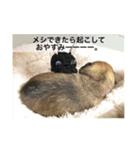 あずき、きなこ、まさおの日々（個別スタンプ：2）