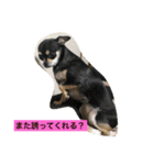 あずき、きなこ、まさおの日々（個別スタンプ：3）