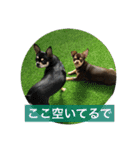 あずき、きなこ、まさおの日々（個別スタンプ：7）