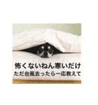 あずき、きなこ、まさおの日々（個別スタンプ：8）