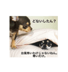 あずき、きなこ、まさおの日々（個別スタンプ：9）