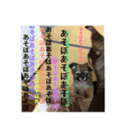あずき、きなこ、まさおの日々（個別スタンプ：11）