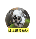 あずき、きなこ、まさおの日々（個別スタンプ：12）