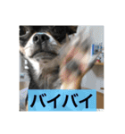 あずき、きなこ、まさおの日々（個別スタンプ：13）