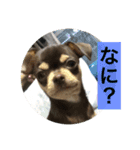 あずき、きなこ、まさおの日々（個別スタンプ：14）