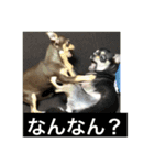 あずき、きなこ、まさおの日々（個別スタンプ：15）