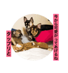 あずき、きなこ、まさおの日々（個別スタンプ：16）