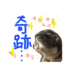 ハムすたンプ その④ (家族で使える編)（個別スタンプ：1）