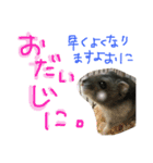 ハムすたンプ その④ (家族で使える編)（個別スタンプ：5）