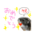 ハムすたンプ その④ (家族で使える編)（個別スタンプ：7）