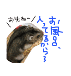 ハムすたンプ その④ (家族で使える編)（個別スタンプ：11）