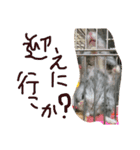 ハムすたンプ その④ (家族で使える編)（個別スタンプ：12）