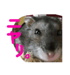 ハムすたンプ その④ (家族で使える編)（個別スタンプ：16）