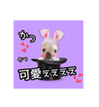 フレブル福たんですけど？褒めver（個別スタンプ：5）
