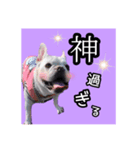 フレブル福たんですけど？褒めver（個別スタンプ：6）
