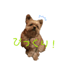 モカのほのぼの日常（個別スタンプ：8）