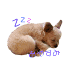 モカのほのぼの日常（個別スタンプ：12）