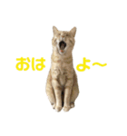 ぽた美ちゃんスタンプ（個別スタンプ：6）