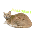 ぽた美ちゃんスタンプ（個別スタンプ：8）