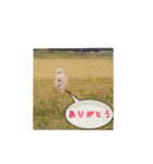 ポメラニアンポーコ（個別スタンプ：1）